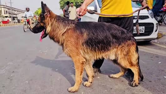 Show Quality German shephard Long Coat Male For sale