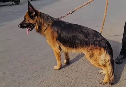 Show Quality German shephard Long Coat Male For sale