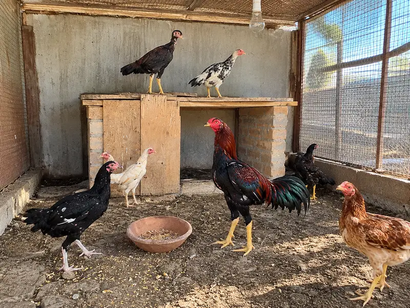 Healthy Aseel / Desi Birds for Sale — photo 2