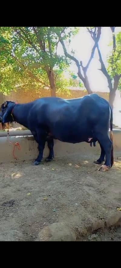 Neli Ravi Buffalo - 3th sowa - Height 5.6ft - Chak Beli Khan