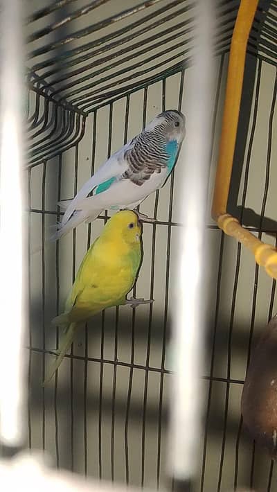 Aurstalian parrot