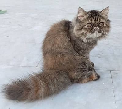Tabby Persian Kitten