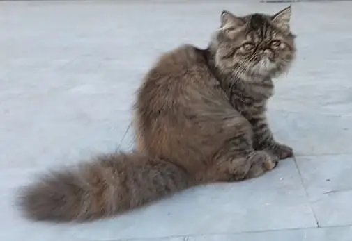 Tabby Persian Kitten — photo 2