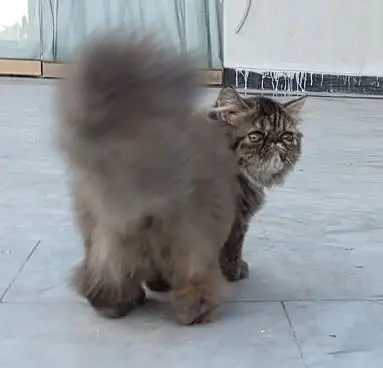 Tabby Persian Kitten — photo 3
