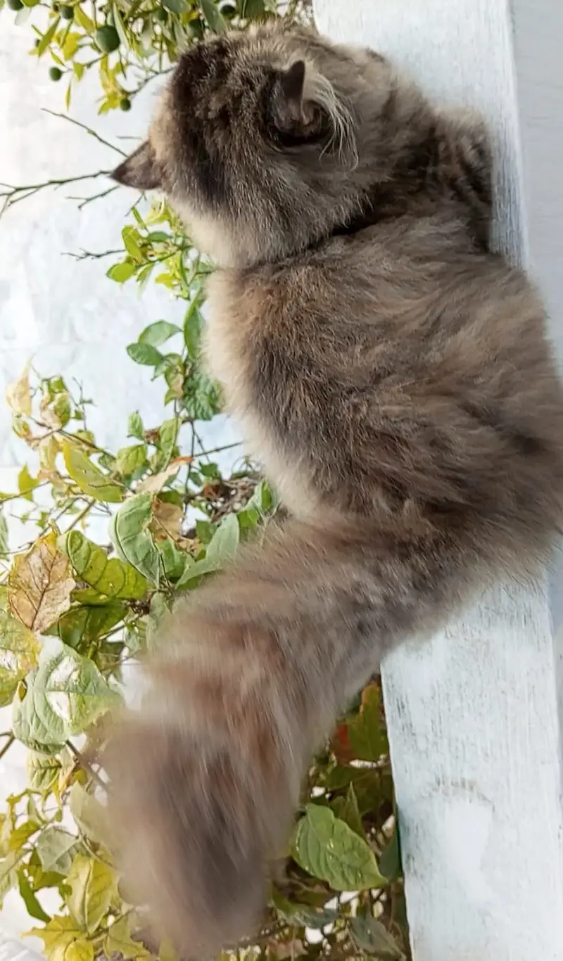 Tabby Persian Kitten — photo 4