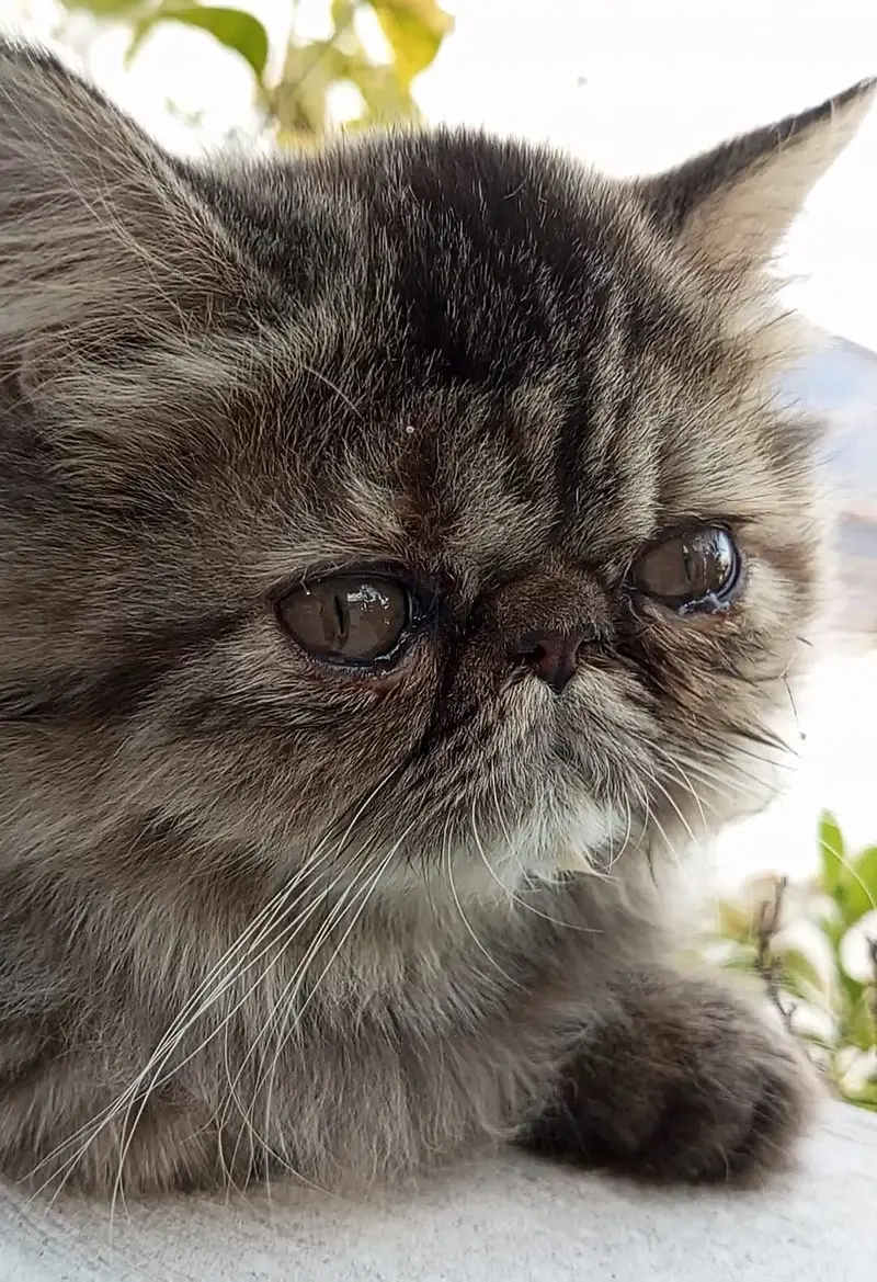 Tabby Persian Kitten — photo 5