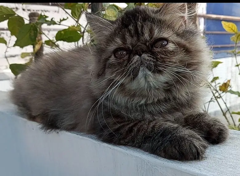 Tabby Persian Kitten — photo 6