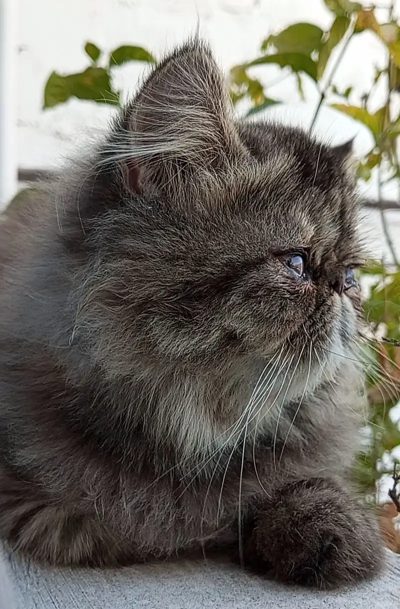 Tabby Persian Kitten — photo 7
