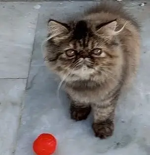 Tabby Persian Kitten — photo 8