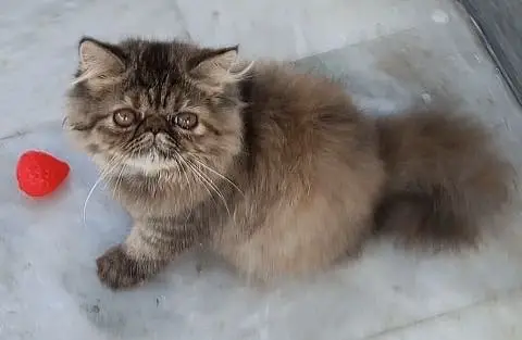 Tabby Persian Kitten — photo 9