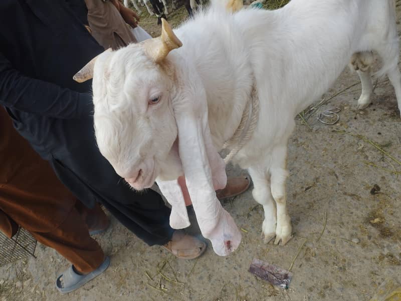bakra gulabi 0