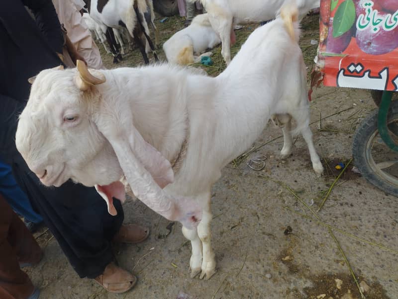 bakra gulabi 1