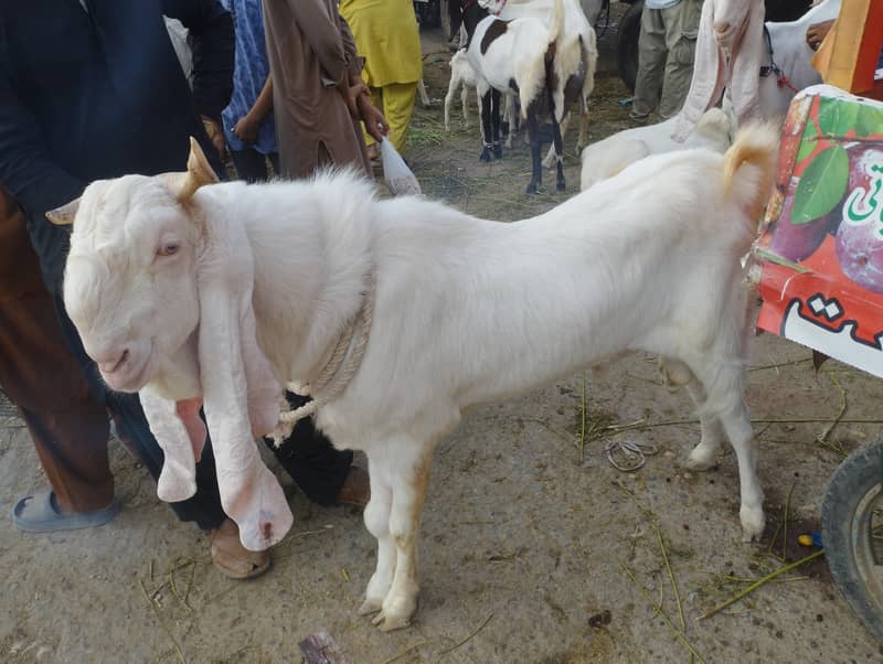 bakra gulabi 2