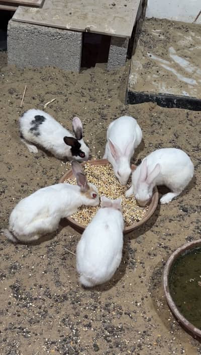 Adult females