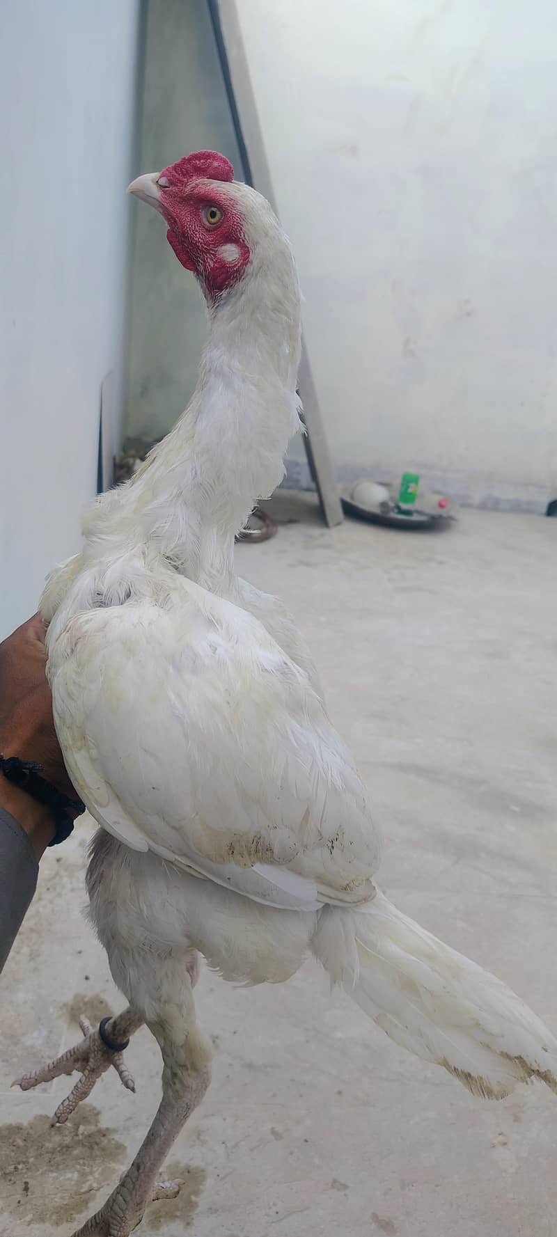 Heera 0