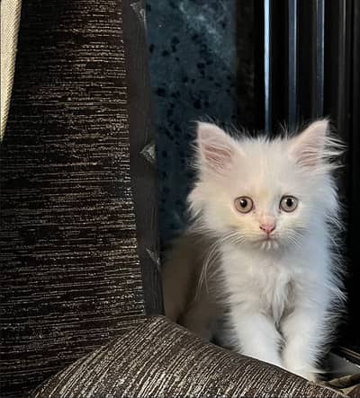 Persian cat