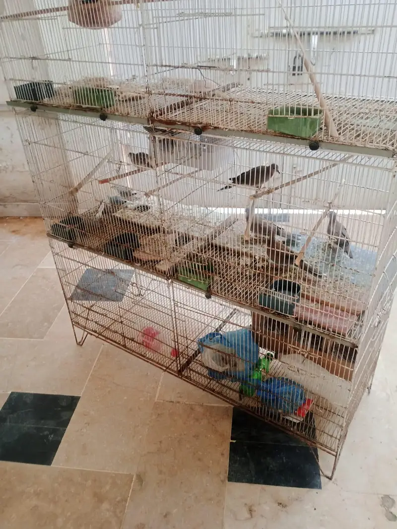 8 portion cage for sale — photo 3