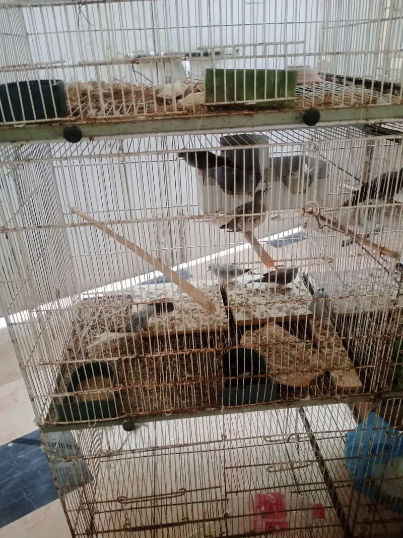 8 portion cage for sale — photo 8