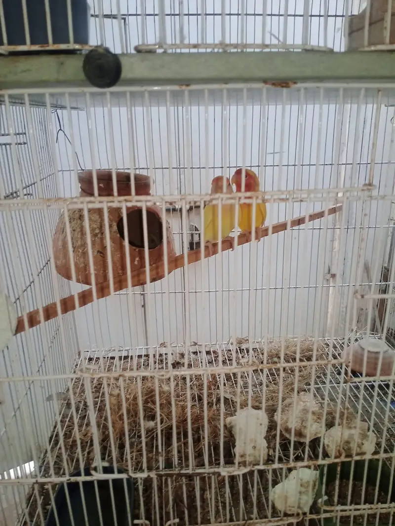 8 portion cage for sale — photo 9