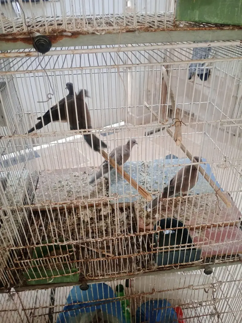 8 portion cage for sale — photo 10