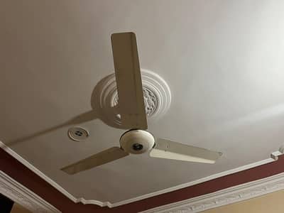 Royal fan 8 pcs
