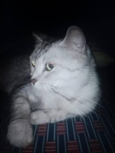 Cat Breed