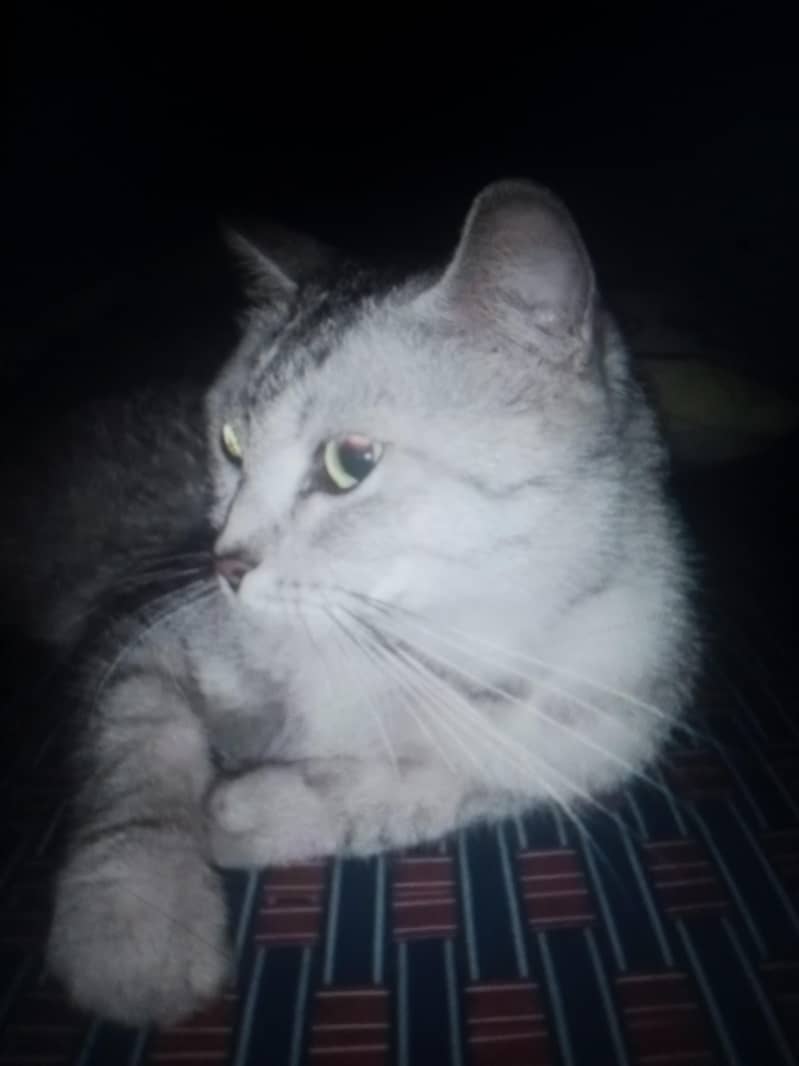 Cat Breed 0