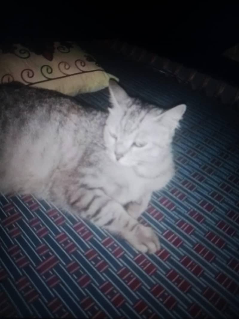 Cat Breed 1