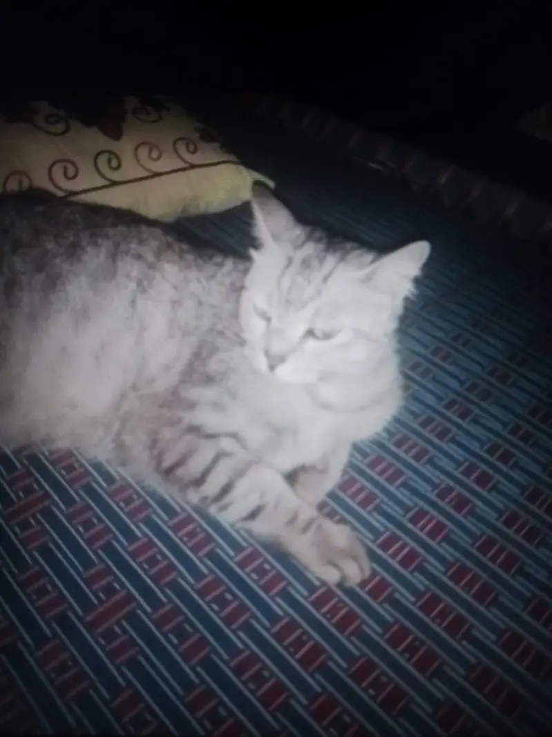 Cat Breed — photo 2