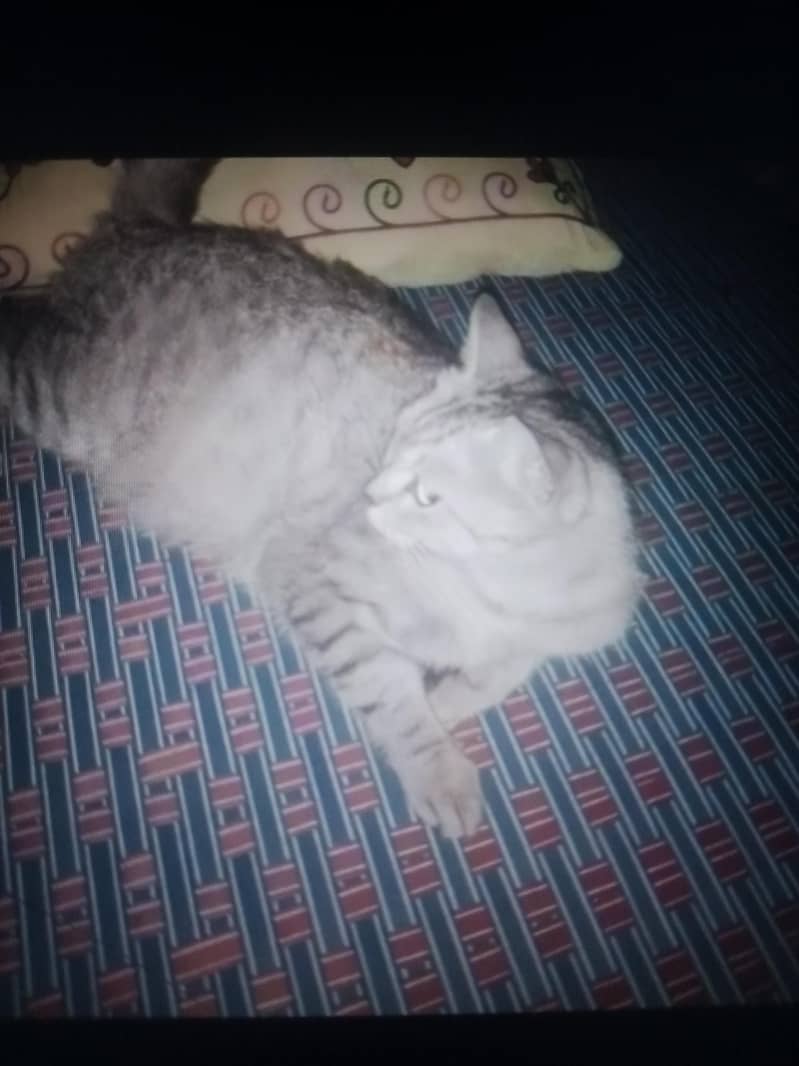 Cat Breed 2