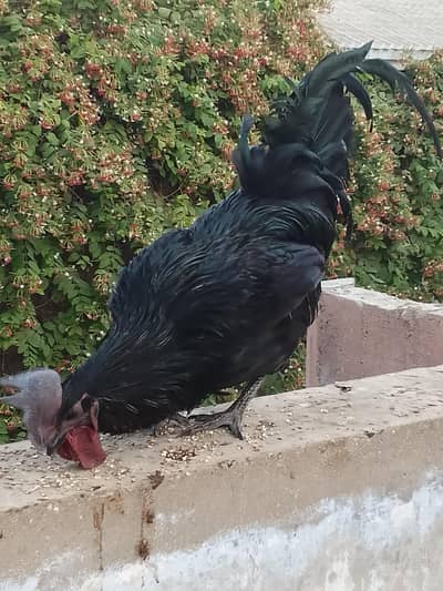 breeders males available