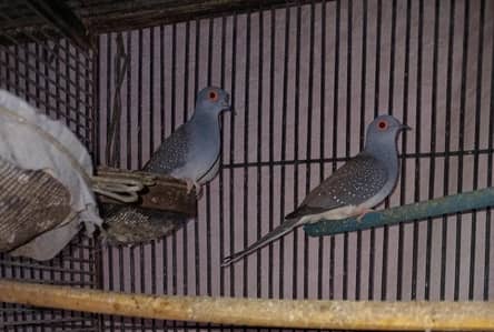 Breeder Doves Pairs