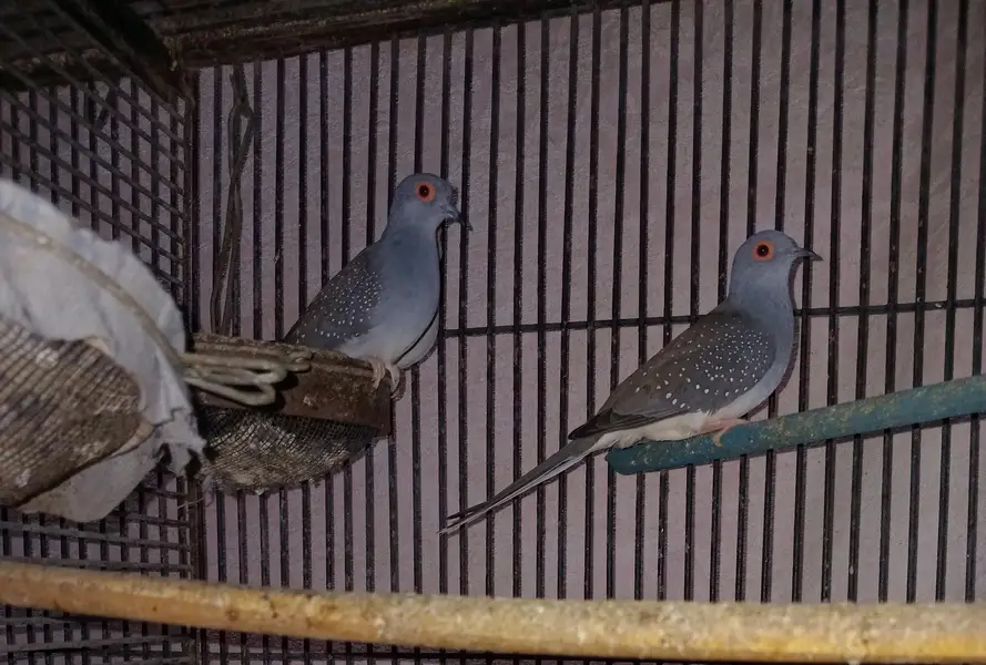 Breeder Doves Pairs