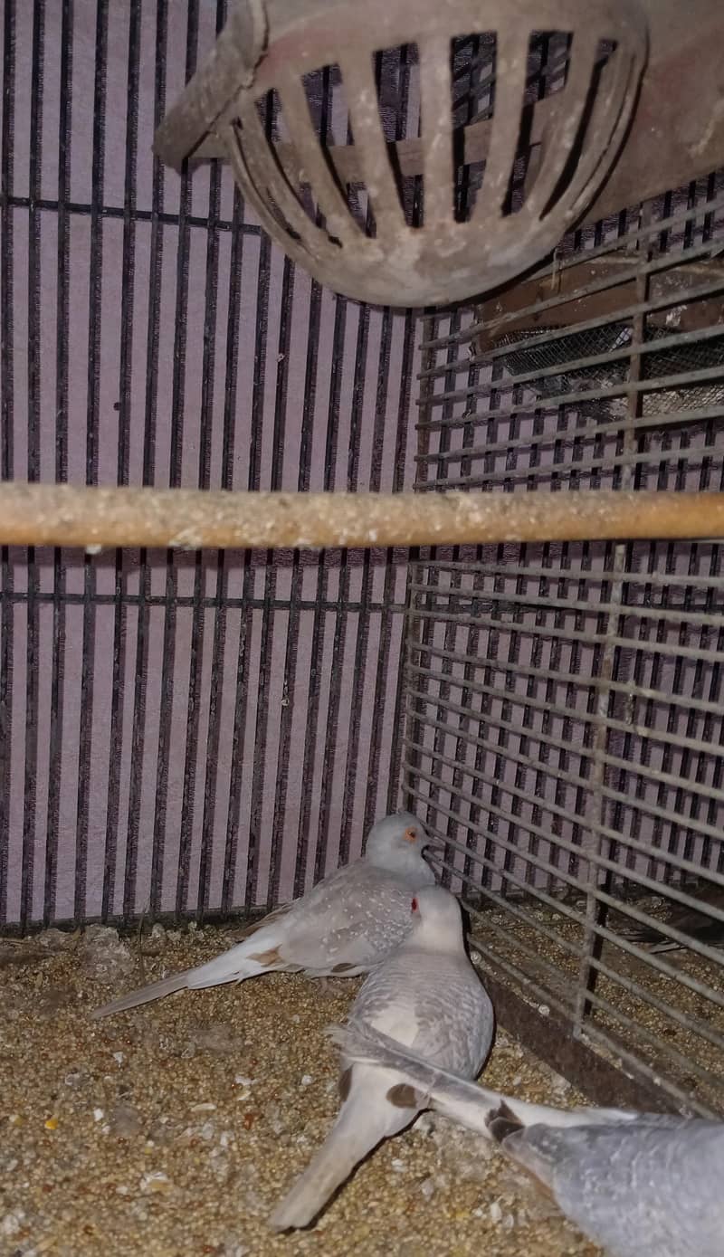 Breeder Doves Pairs 1
