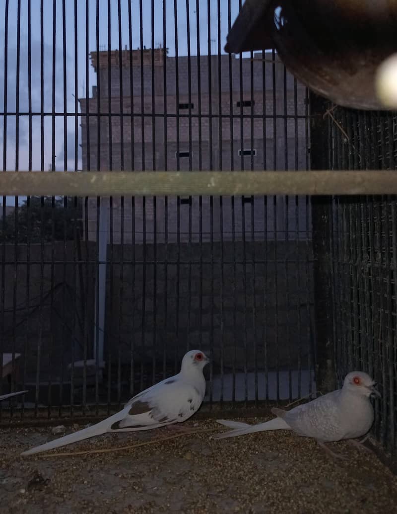 Breeder Doves Pairs 2