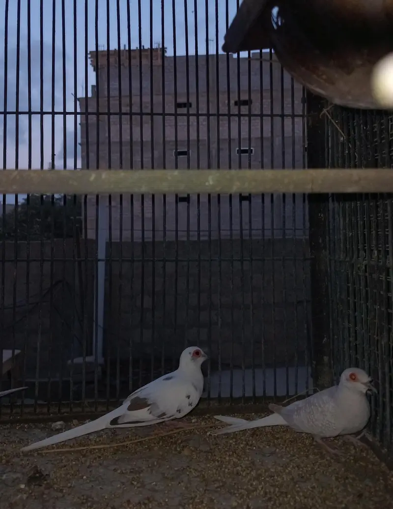 Breeder Doves Pairs — photo 3