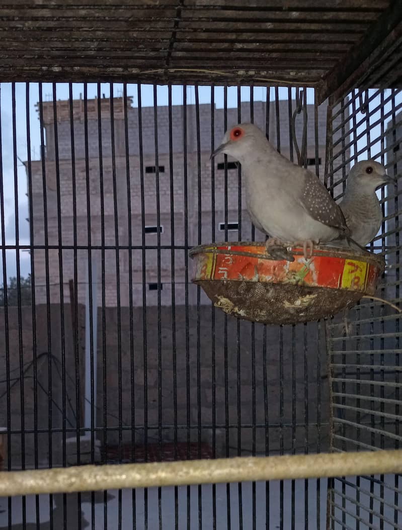 Breeder Doves Pairs 3