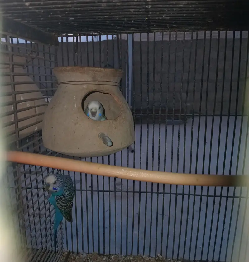 Breeder Doves Pairs — photo 5
