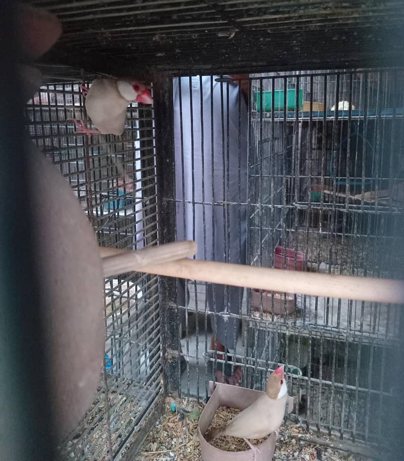 Breeder Doves Pairs 5