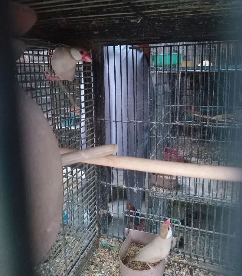 Breeder Doves Pairs — photo 6