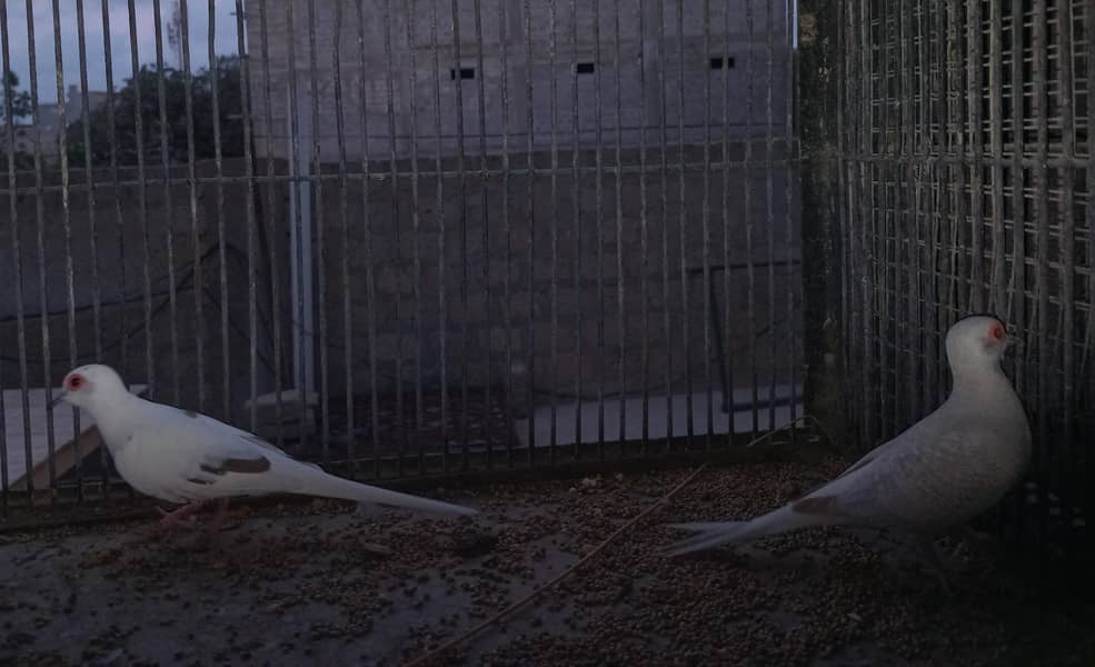 Breeder Doves Pairs 6