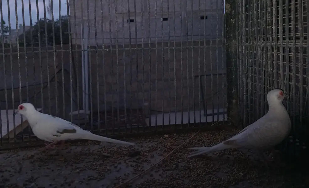 Breeder Doves Pairs — photo 7