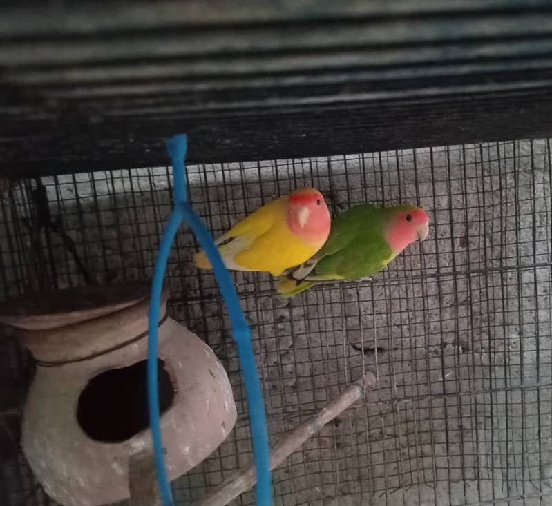 Breeder Doves Pairs 7