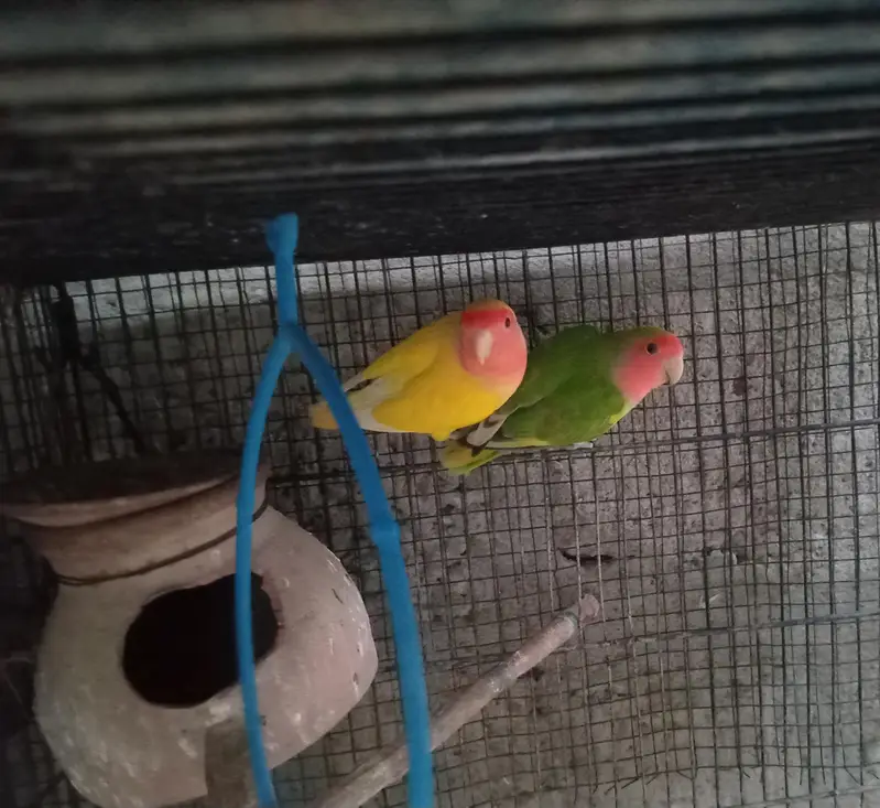 Breeder Doves Pairs — photo 8
