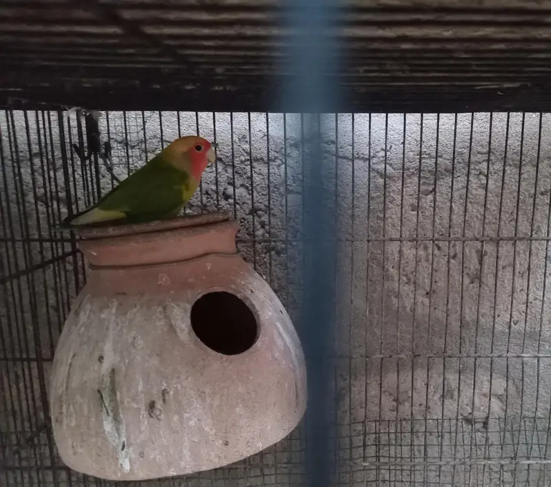 Breeder Doves Pairs — photo 9