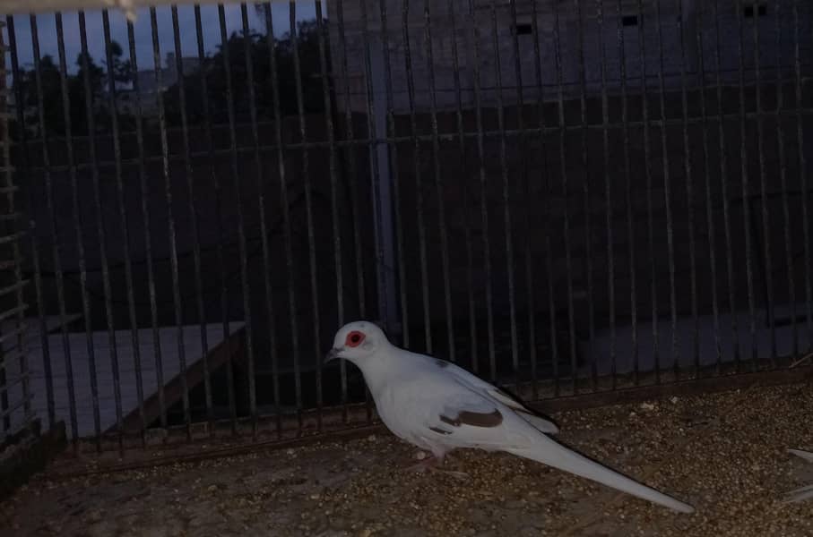 Breeder Doves Pairs 9