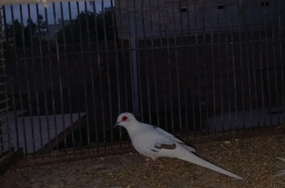 Breeder Doves Pairs — photo 10
