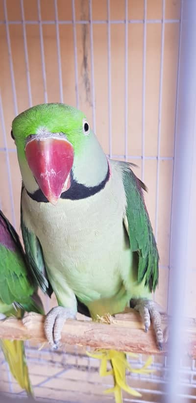 Alexander raw parrot