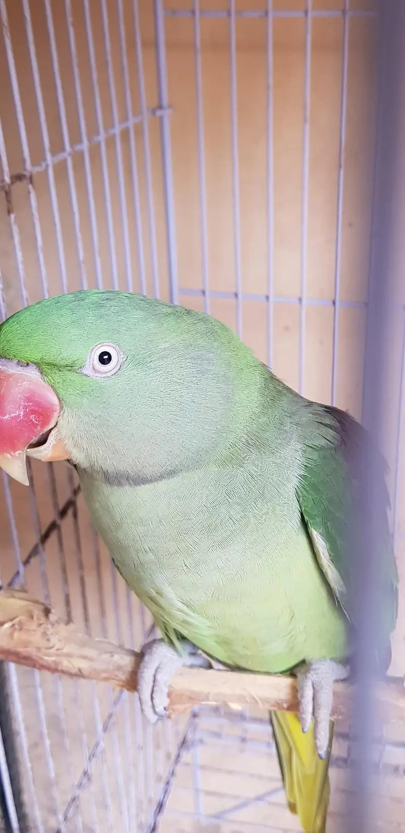 Alexander raw parrot — photo 2