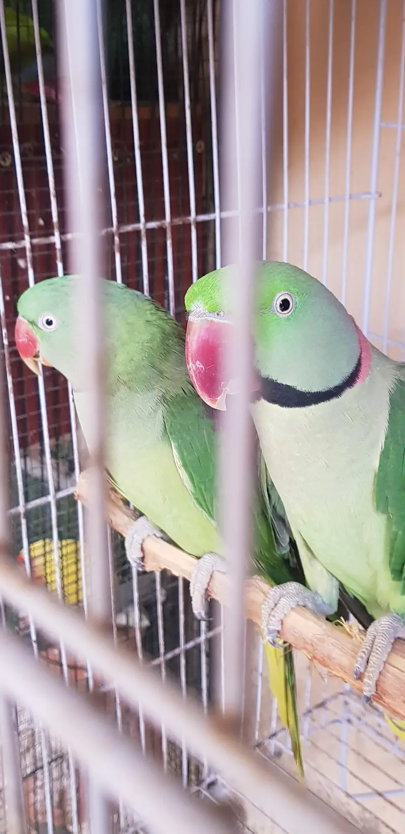Alexander raw parrot — photo 3